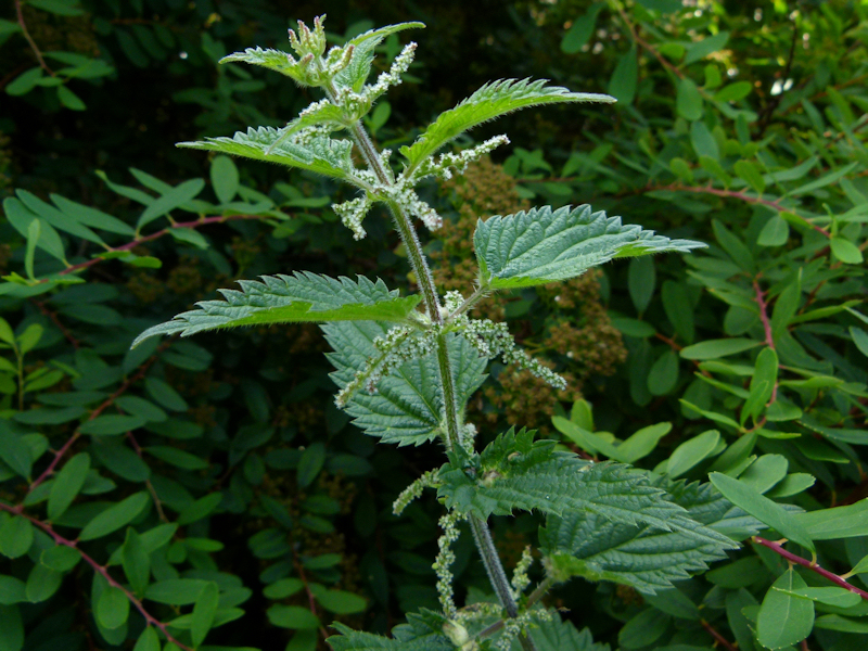 گزنه پابلند - معرفی و خواص گیاهان دارویی